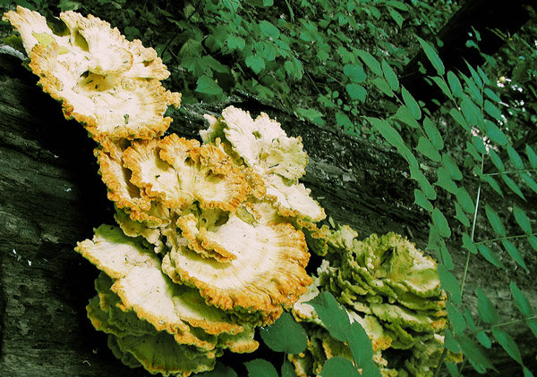 Lichens sprout from an old log, surrounded by green leaves.