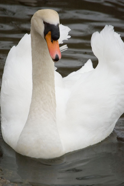 A swan floats on a lake, its wings raised as if to
signal something.