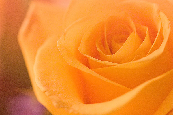 The petals of a rose wrap around each other.
