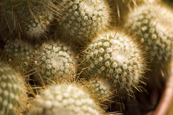 A cluster of cacti, threatening with needles.