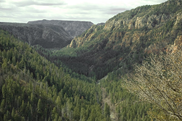 A view of a tree-filled canyon with mountains.