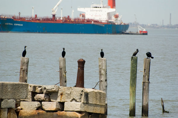 A group of cormorants perch on an old pier's pilings.