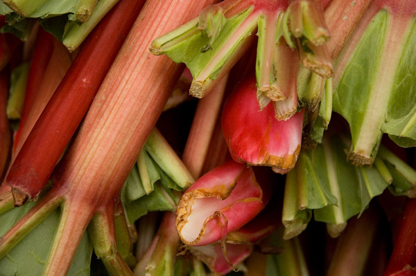 Several stalks of fresh rhubarb.