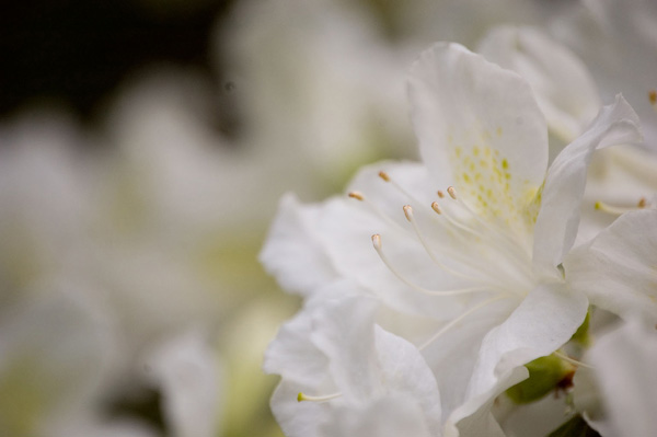 A white flower has yellow highlights on its petals.