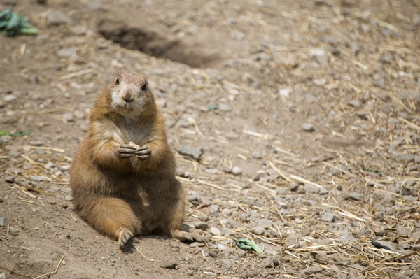A prairie dog stares directly at the camera while eating.