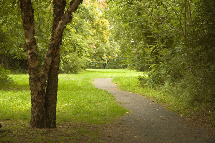 A path weaves between a lawn and trees.