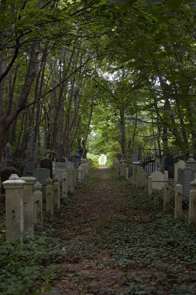 Trees form a canopy over an aisle set off by concrete and rods.