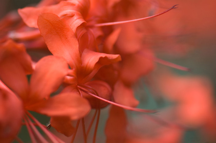 Stamina protrude from the centers of red flowers.