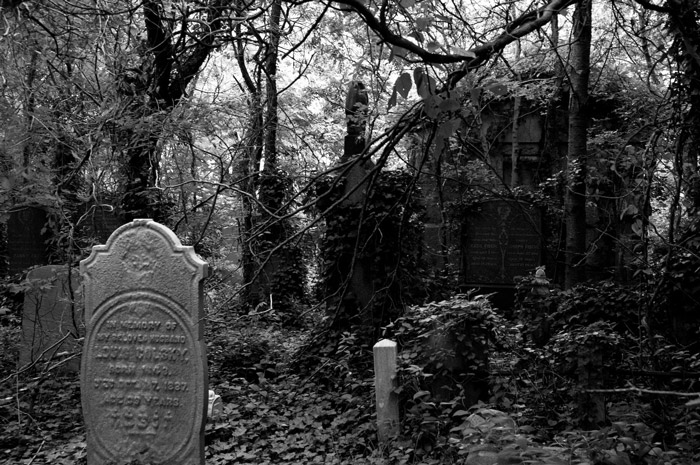 A tombstone sits in a cemetery overgrown with vines and brush.