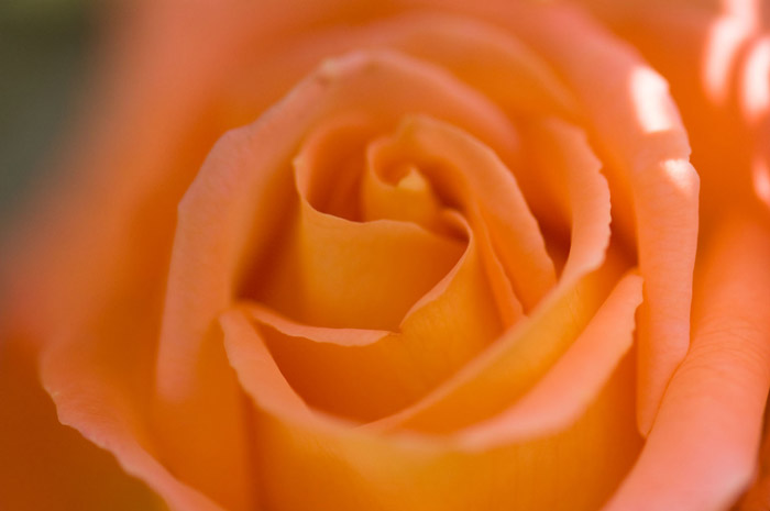 The many layers of petals on a salmon-colored rose.