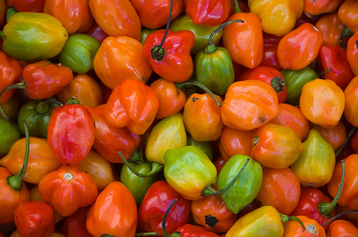 A bin is filled with red, orange, and green habanero peppers.