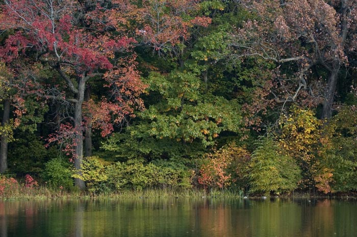 Trees' leaves in purple, orange, and yellow, reflect in a pond.