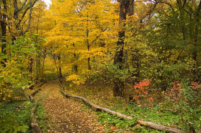 Autumn leaves in varied hues surround a rider's path.