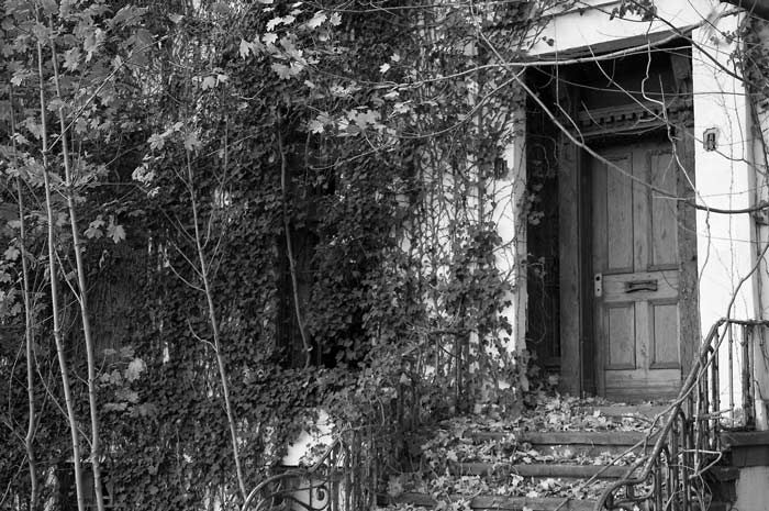 Vines and many fallen leaves lead up a stairway to a weathered front door.