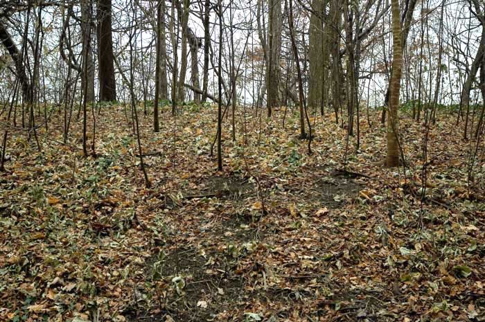 A hillock is littered with the fallen leaves of its now barren trees.