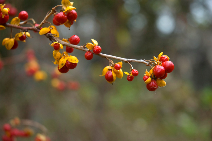 Red berries, with remnants of yellow jackets, against a green background.
