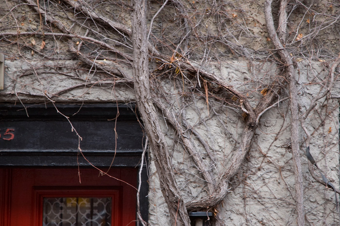 Old, thick ivy vines without leaves cover the front of a home.