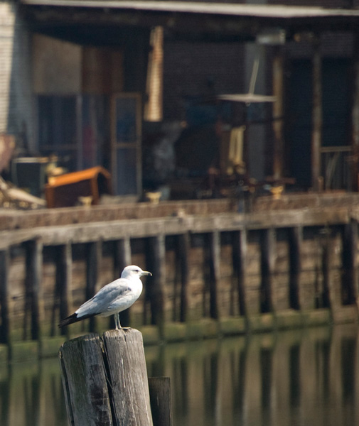 A water fowl stands on a piling, with industrial docks behind it.