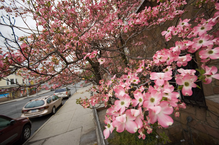 A dogwood tree in front of a home is in full bloom.