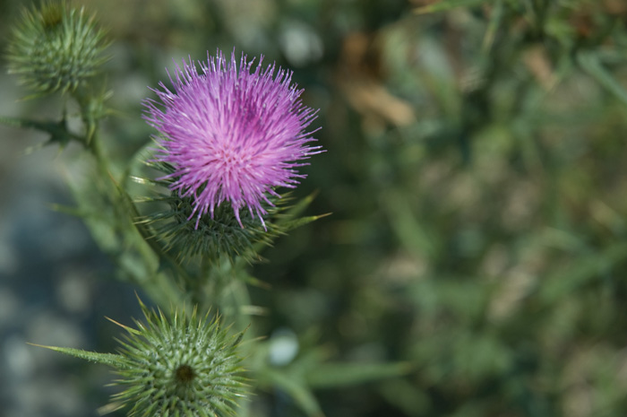 The photo shows a thistle in full bloom.