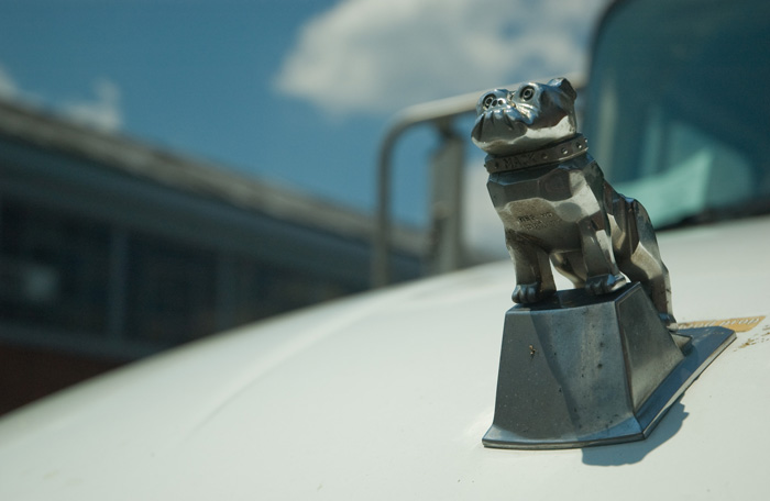 A shiny chrome hood ornament, of a bulldog at attention, is on a truck's white hood.