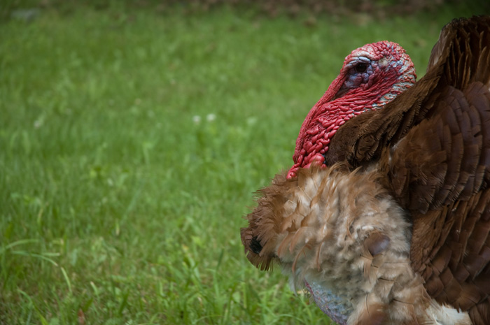The picture shows a turkey in profile, with his wattle and chest of feathers.