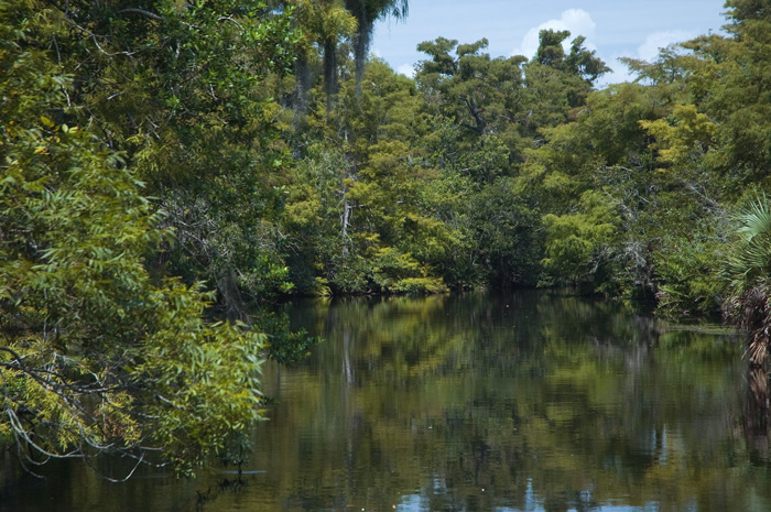 Palm trees, other trees, and assorted brush are reflected in the waters of a still river, with a blue sky and clouds above.