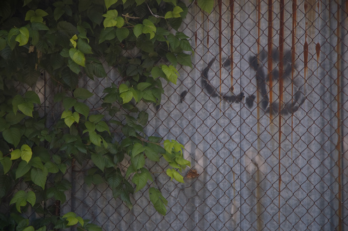 A fence of corrugated metal and chain link has a green bush wrapping into it.