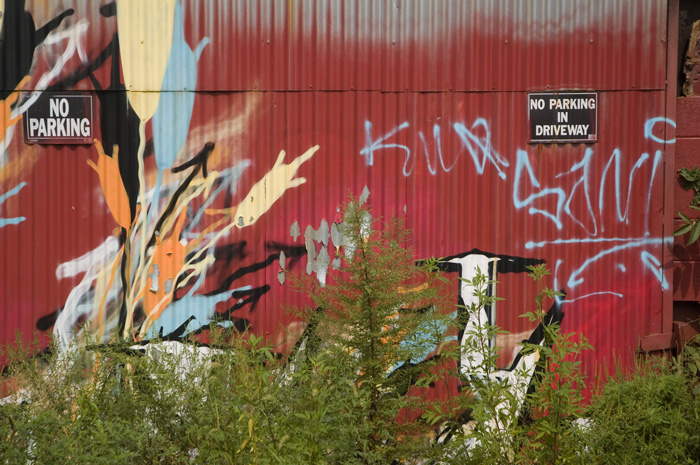 A corrugated steel wall, brightly covered with graffiti and obscured by tall weeds, has 'No Parking' signs on it.