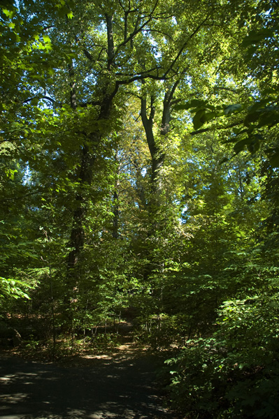 Sun shines through the leaves of green trees.