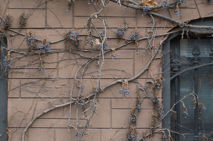 Barren vines cling to the outside wall of a brownstone.
