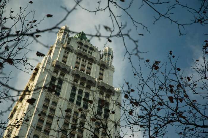 The upper floors of a Gothic skyscraper are framed by branches that now have very few leaves.