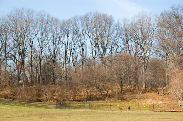 A line of trees over a meadow has lost all its leaves.