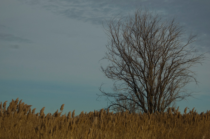 A leafless tree stands alone. in silhouette, against a darkening sky.