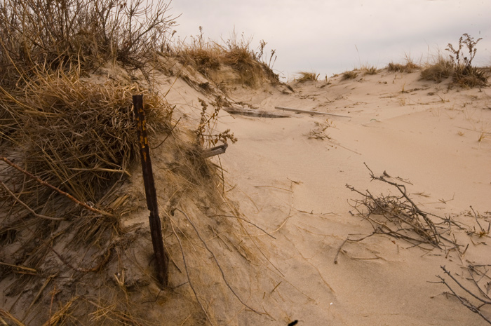 Sand dunes and weeds.