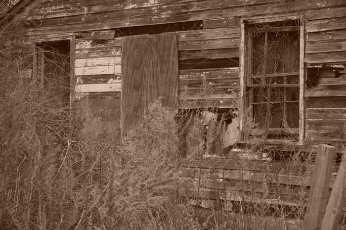 Weeds rise high around an old abandoned wooden building.