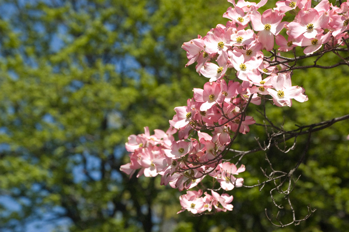 A strand of cherry blossoms stands oout against green trees and blue skies.