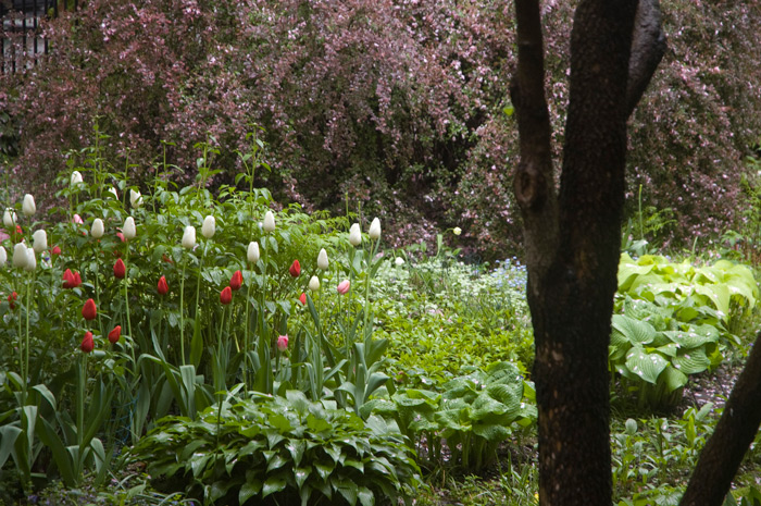 Long-stemmed tulips rise up from a lush, green garden.