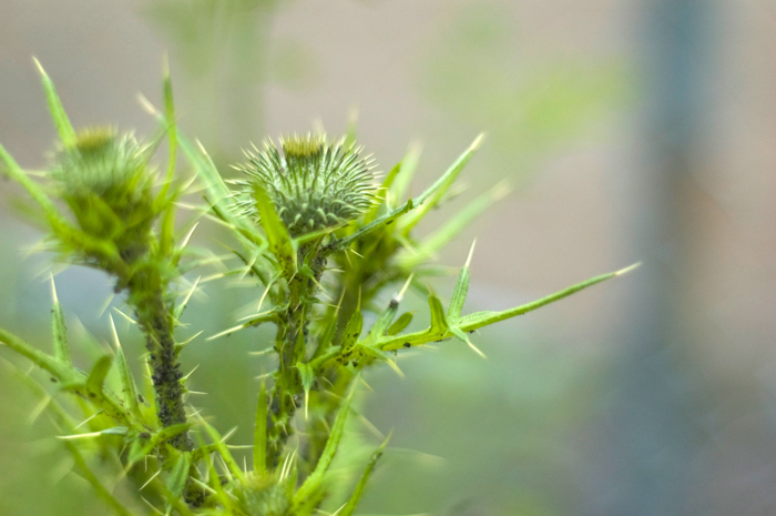 A few green thistle buds have yet to open up in their purple splendor.