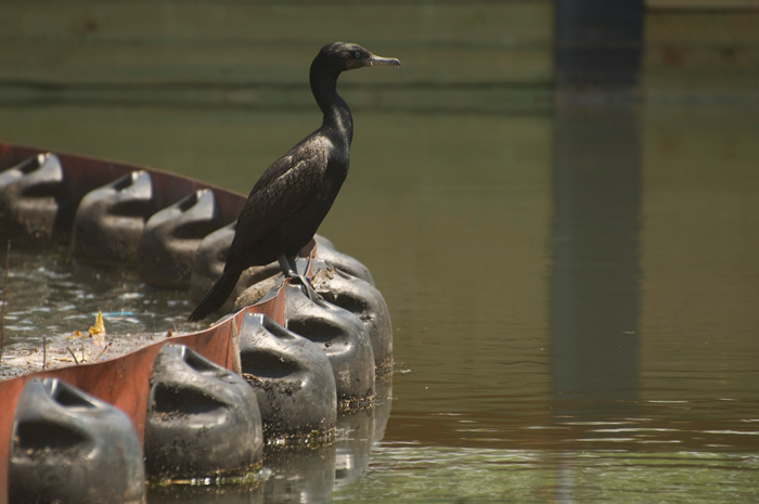 A cormorant sits on a barrier in a canal.