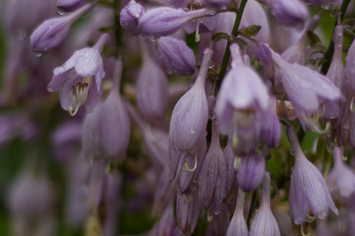 The bell-shaped, lavender flowers of a hosta plant drip with rainwater.