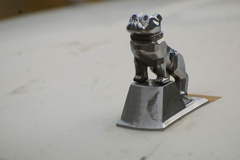 A shiny chrome hood ornament of a bulldog, on a white hood