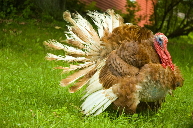 A turkey, with spread tail-feathers, on a green lawn.