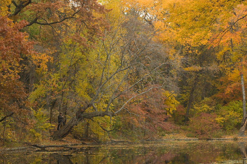 Trees in a variety of fall colors.