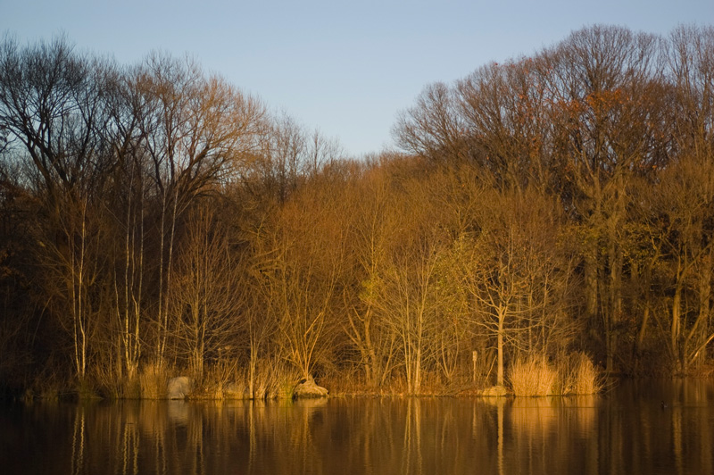 A line of trees without leaves, by a pond.