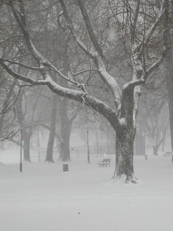 Snow falls around a tree, benches, and ballfield fences.