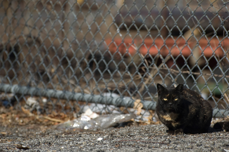 A stray cat crouching by a fence, watching.