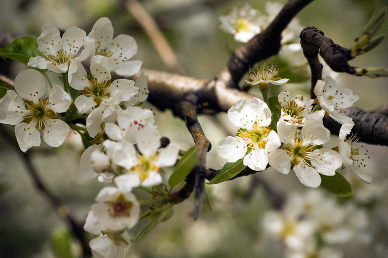 A tree branch with small white flowers.