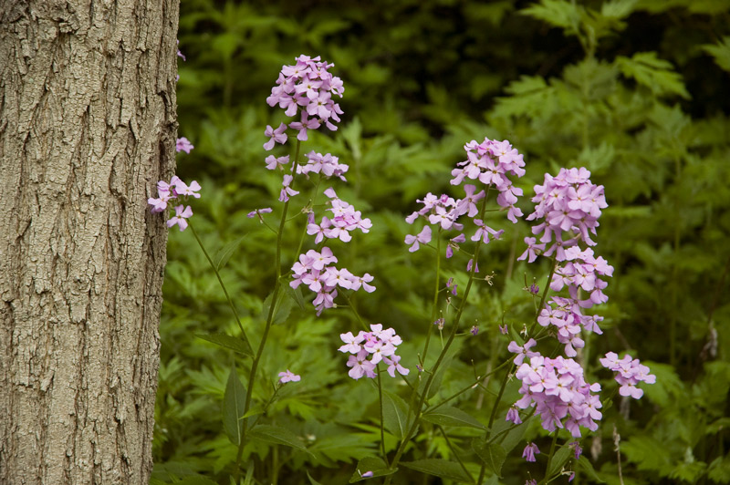 Lavender-colored wildflowers, growing next to a tree.