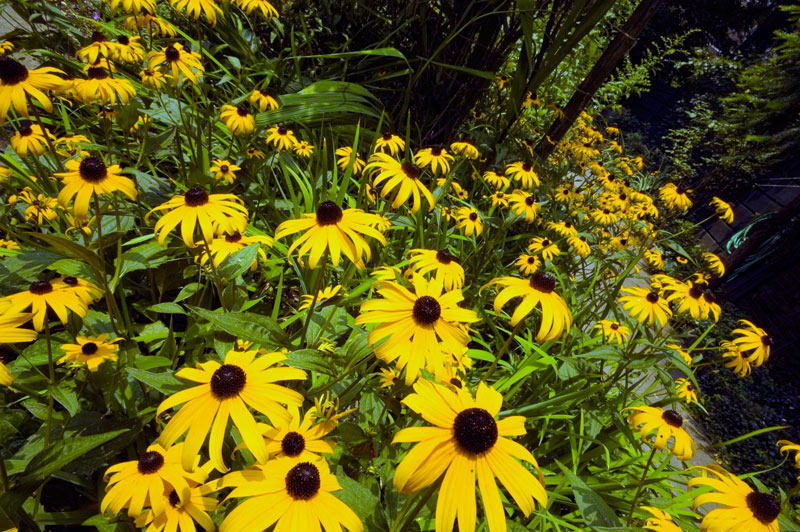 A bed of black-eyed susans.